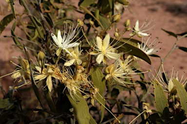 APII jpeg image of Capparis lasiantha  © contact APII