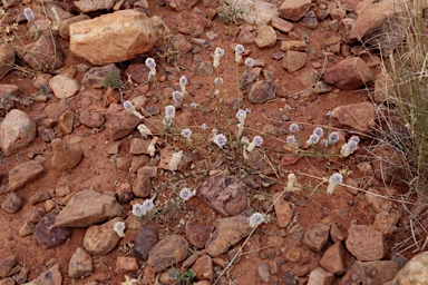 APII jpeg image of Ptilotus leucocoma  © contact APII