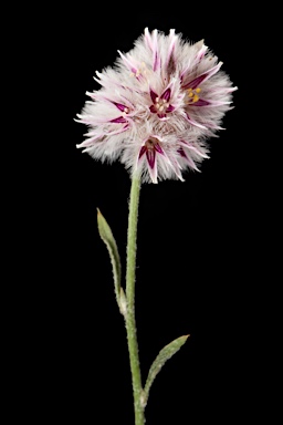 APII jpeg image of Ptilotus leucocoma  © contact APII