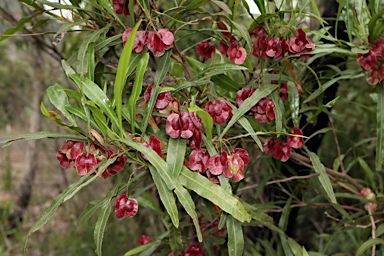 APII jpeg image of Dodonaea viscosa subsp. angustissima  © contact APII