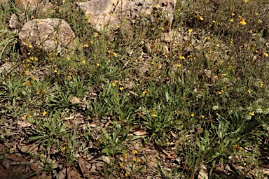 APII jpeg image of Goodenia bellidifolia subsp. bellidifolia  © contact APII