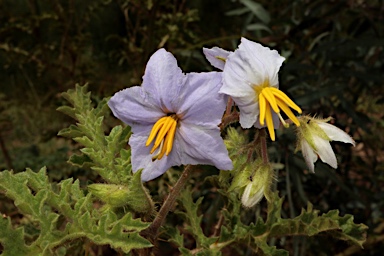 APII jpeg image of Solanum sisymbriifolium  © contact APII