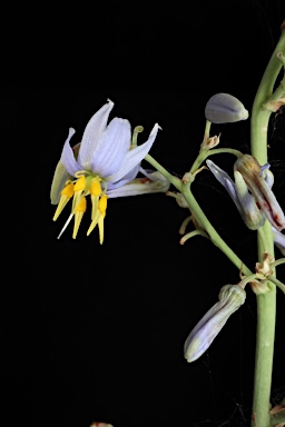 APII jpeg image of Dianella longifolia var. longifolia  © contact APII