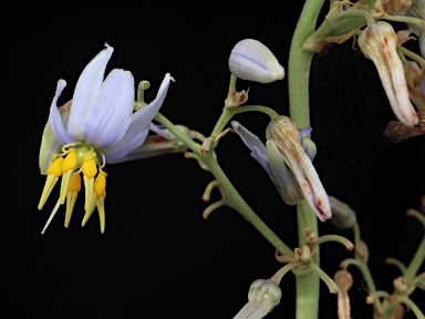 APII jpeg image of Dianella longifolia var. longifolia  © contact APII