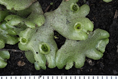 APII jpeg image of Marchantia berteroana  © contact APII