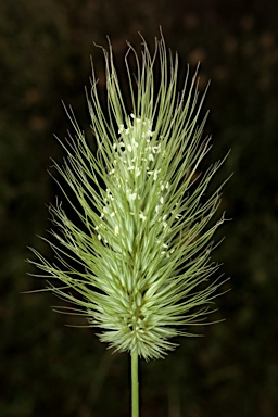 APII jpeg image of Echinopogon intermedius  © contact APII