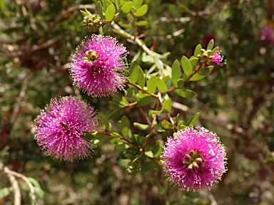 APII jpeg image of Melaleuca nesophila  © contact APII