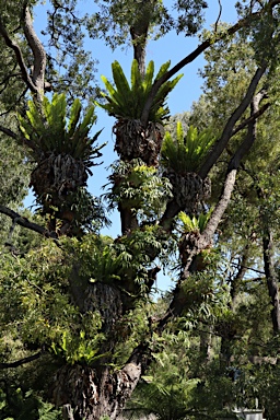 APII jpeg image of Asplenium australasicum  © contact APII