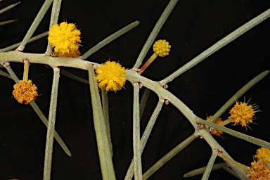 APII jpeg image of Acacia carneorum  © contact APII