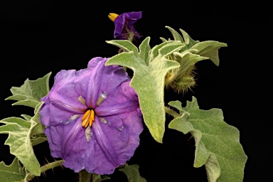 APII jpeg image of Solanum ultraspinosum  © contact APII