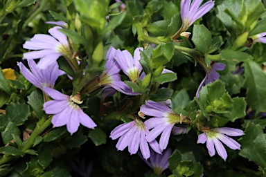 APII jpeg image of Scaevola albida 'Mauve Dome'  © contact APII