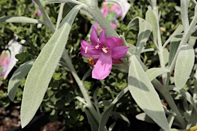 APII jpeg image of Eremophila 'Pink Panther'  © contact APII