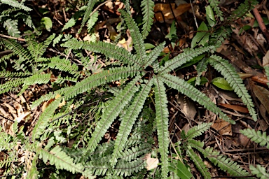 APII jpeg image of Adiantum hispidulum  © contact APII