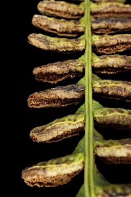 APII jpeg image of Blechnum penna-marina subsp. alpina  © contact APII