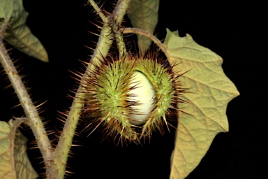 APII jpeg image of Solanum ultraspinosum  © contact APII