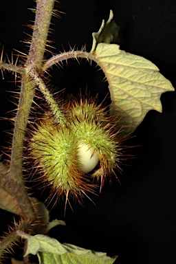 APII jpeg image of Solanum ultraspinosum  © contact APII