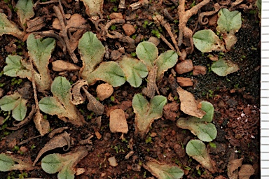 APII jpeg image of Riccia papulosa  © contact APII