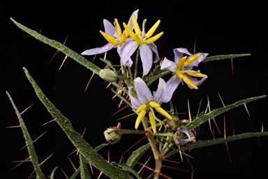 APII jpeg image of Solanum ferocissimum  © contact APII