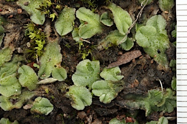 APII jpeg image of Riccia papulosa var. variabilis  © contact APII