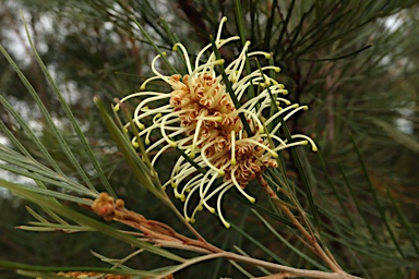 APII jpeg image of Grevillea hodgei  © contact APII