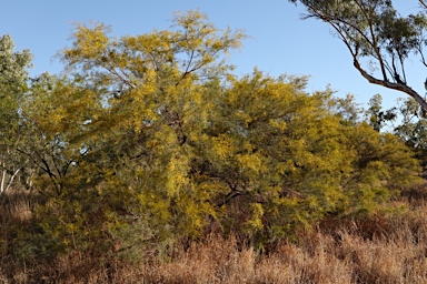 APII jpeg image of Acacia chisholmii  © contact APII