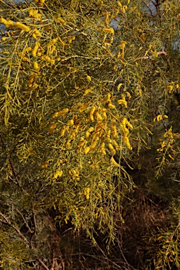 APII jpeg image of Acacia chisholmii  © contact APII