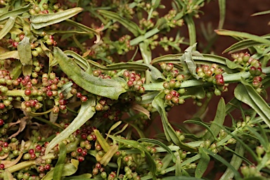 APII jpeg image of Ammannia multiflora  © contact APII