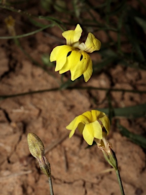 APII jpeg image of Goodenia fascicularis  © contact APII