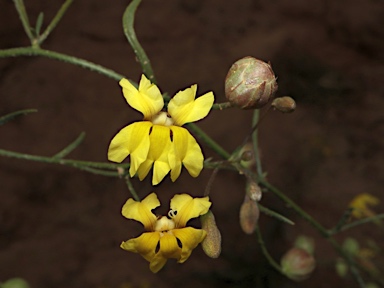 APII jpeg image of Goodenia fascicularis  © contact APII