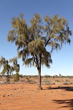 APII jpeg image of Acacia peuce  © contact APII