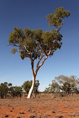 APII jpeg image of Corymbia aparrerinja  © contact APII