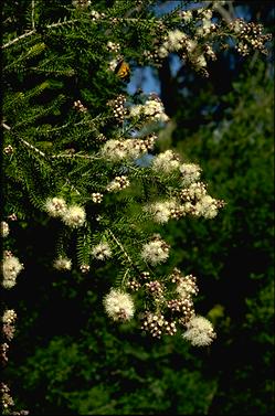 APII jpeg image of Melaleuca sieberi  © contact APII