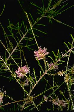 APII jpeg image of Melaleuca tamariscina var. pallescens  © contact APII