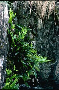 APII jpeg image of Zealandia pustulata subsp. pustulata  © contact APII