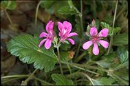 Pelargonium rodneyanum - click for larger image