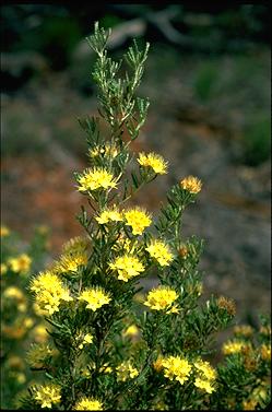 APII jpeg image of Phebalium glandulosum  © contact APII