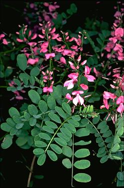 APII jpeg image of Indigofera australis  © contact APII