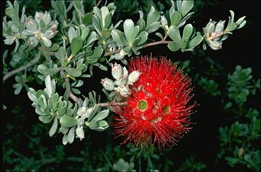 APII jpeg image of Kunzea pulchella  © contact APII