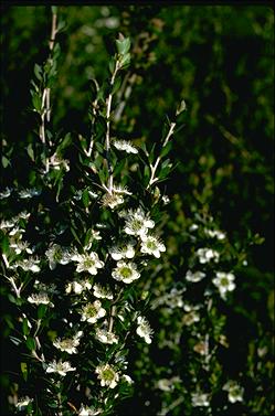 APII jpeg image of Leptospermum grandiflorum  © contact APII