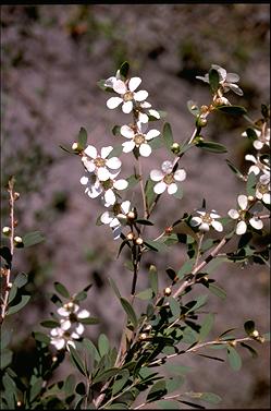 APII jpeg image of Leptospermum laevigatum  © contact APII