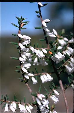 APII jpeg image of Leucopogon fletcheri  © contact APII