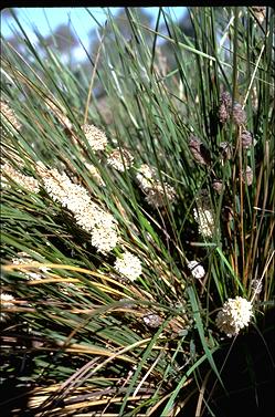 APII jpeg image of Lomandra leucocephala subsp. robusta  © contact APII