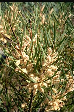 APII jpeg image of Hakea minyma  © contact APII