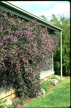 APII jpeg image of Hardenbergia violacea 'Happy Wanderer'  © contact APII