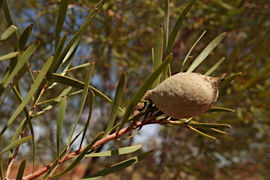 APII jpeg image of Hakea arborescens  © contact APII