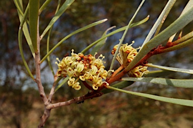 APII jpeg image of Hakea arborescens  © contact APII