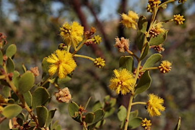 APII jpeg image of Acacia monticola  © contact APII