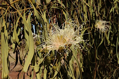 APII jpeg image of Capparis umbonata  © contact APII