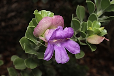 APII jpeg image of Eremophila cuneifolia  © contact APII