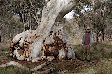 APII jpeg image of Eucalyptus mannifera  © contact APII